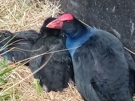Bird Rescue Dunedin - WReNNZ Conference Scholarship Winner 2019