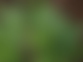 Greenery