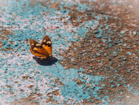 Butterfly Beauty