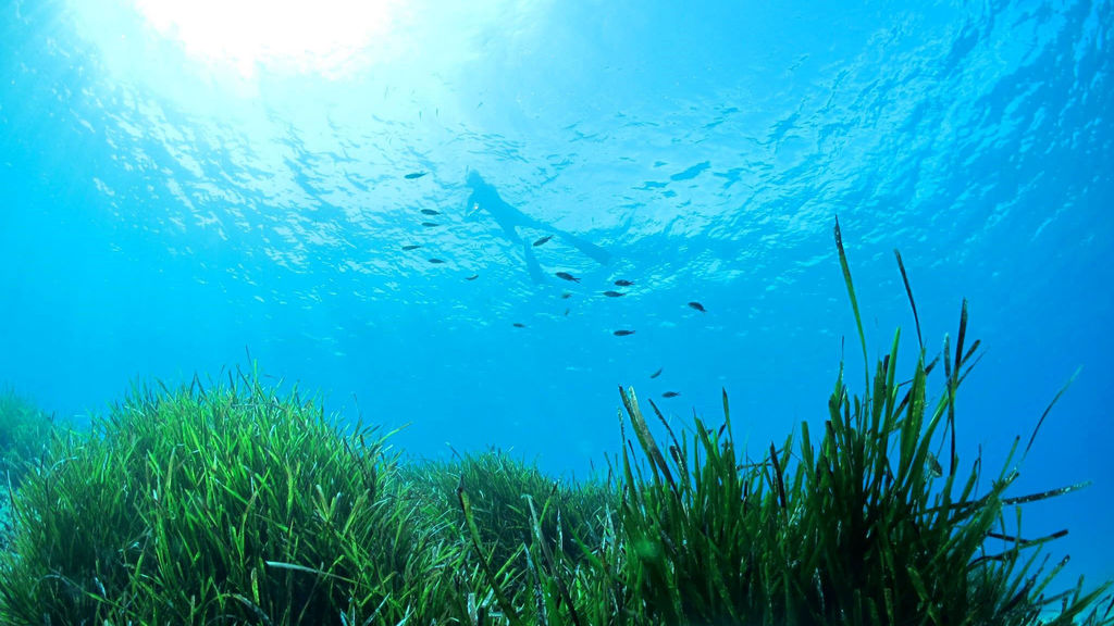 diver in crystal river with fish and eelgrass
