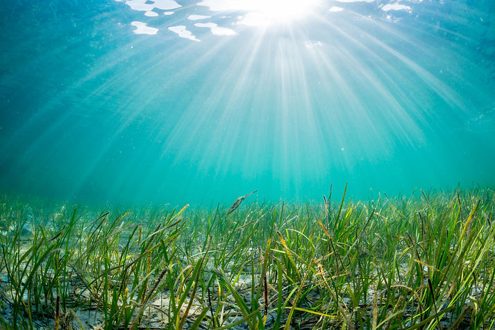 clean Crystal River and eelgrass creative commons image