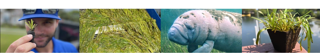 planting eelgrass & manatees
