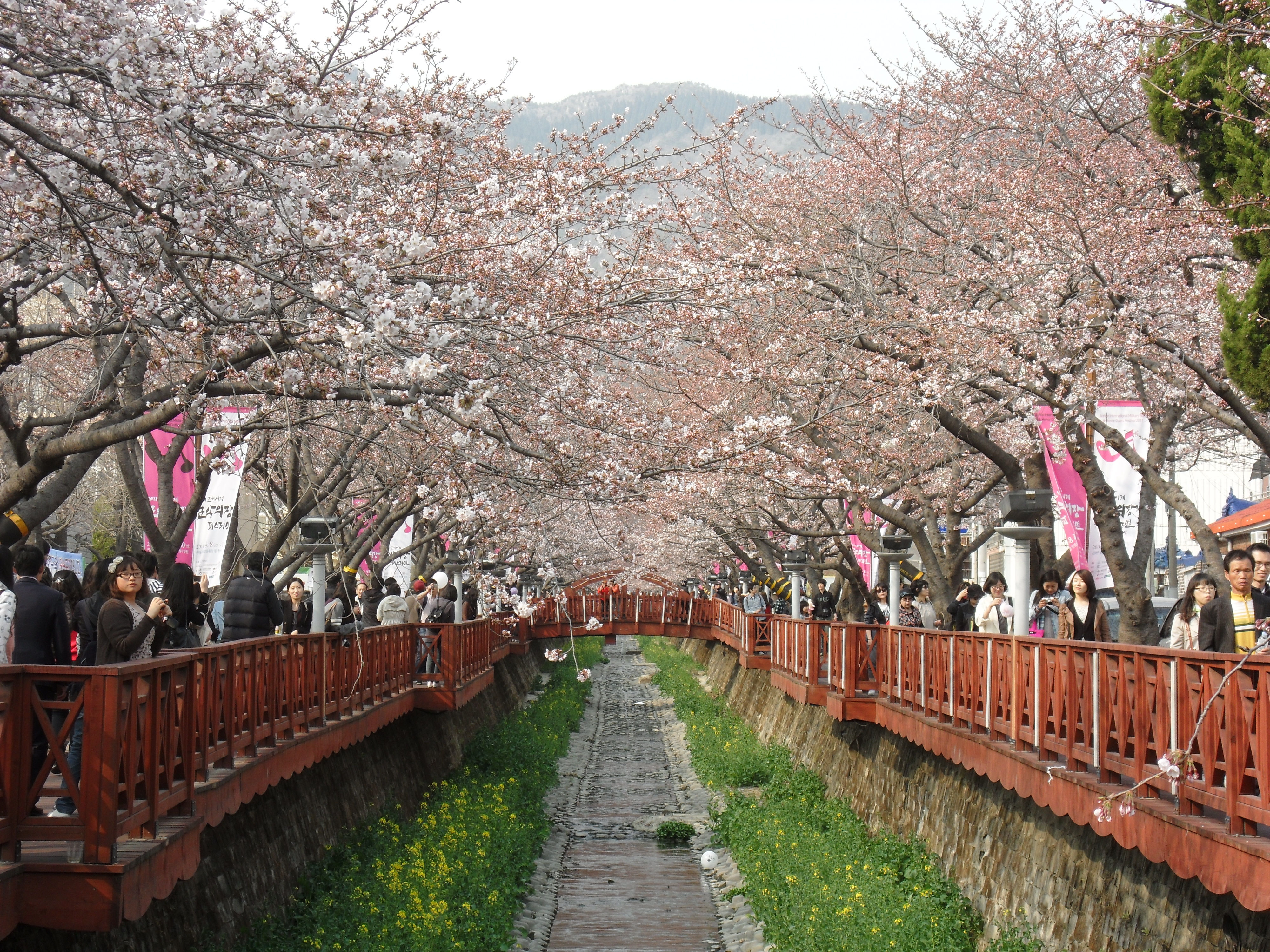 【季節商品】 鎮海櫻花兩天一夜團 * Jinhae Two days One night Tour
