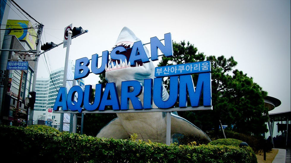 Thumbnail: 【釜山出發】釜山包車自選團 * Busan Optional Tour