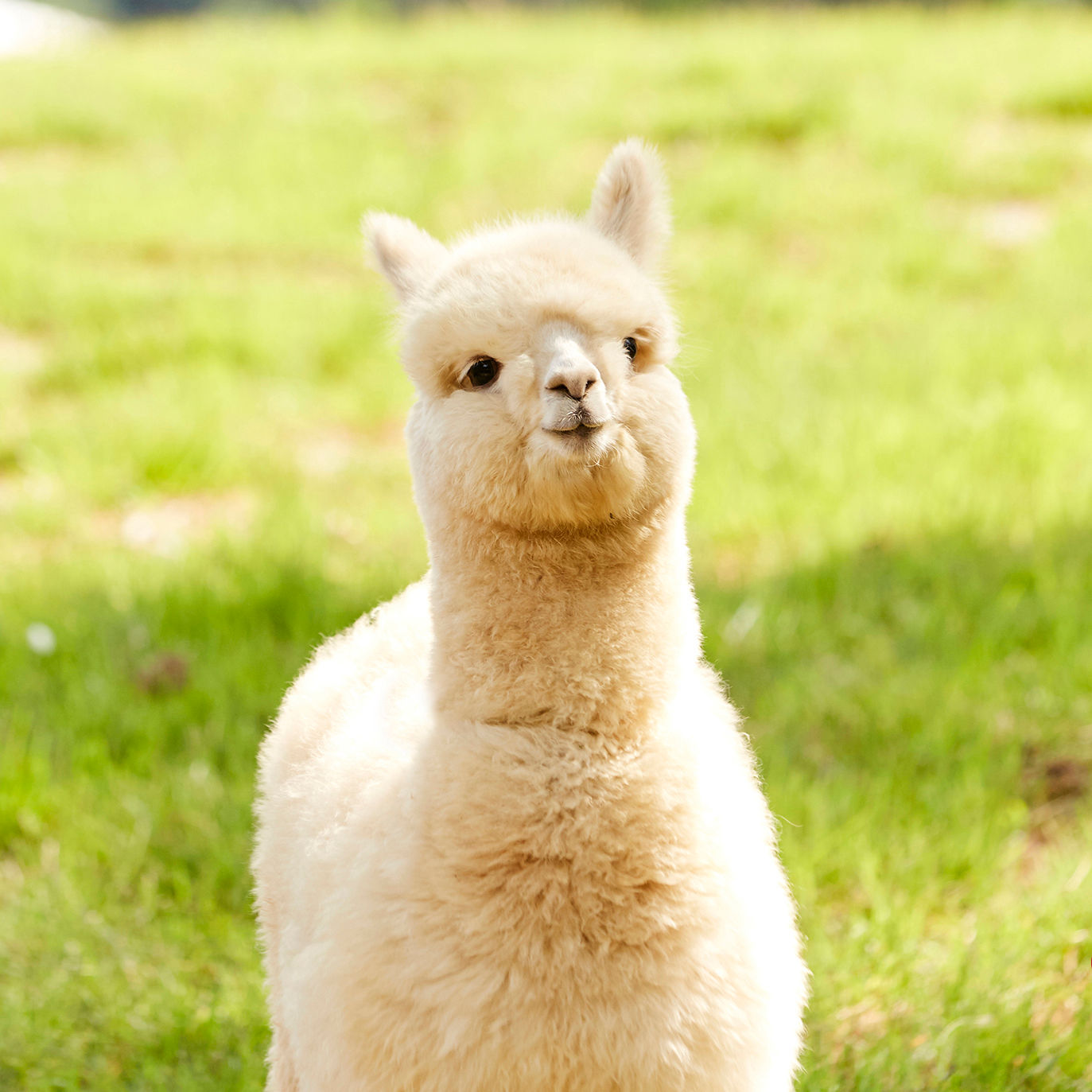 【首爾出發】草泥馬牧場 一天團 * Alpaca World One Day Tour