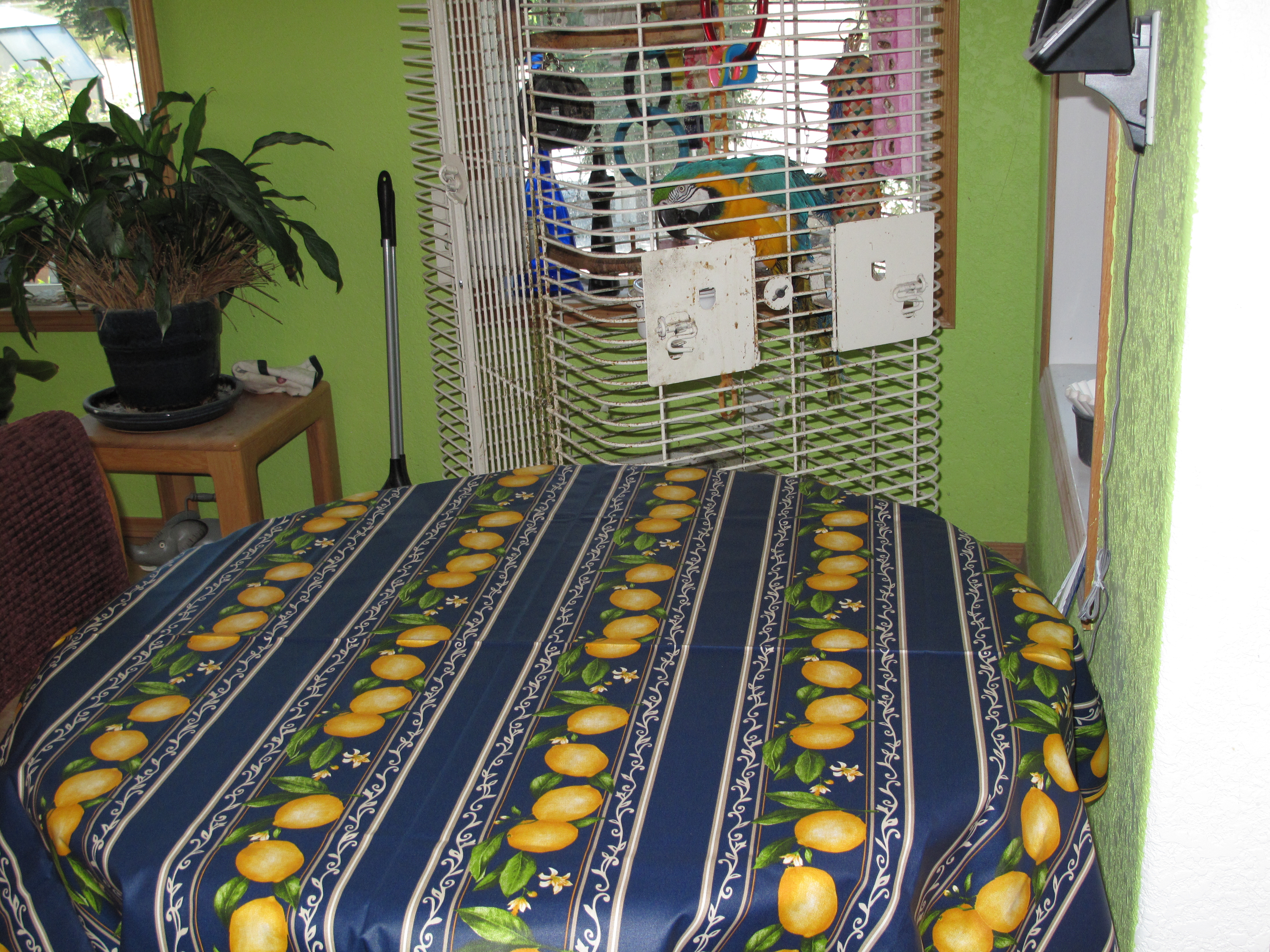 Citron Coated Cotton Tablecloths