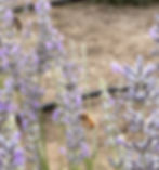 Bees and Lavender