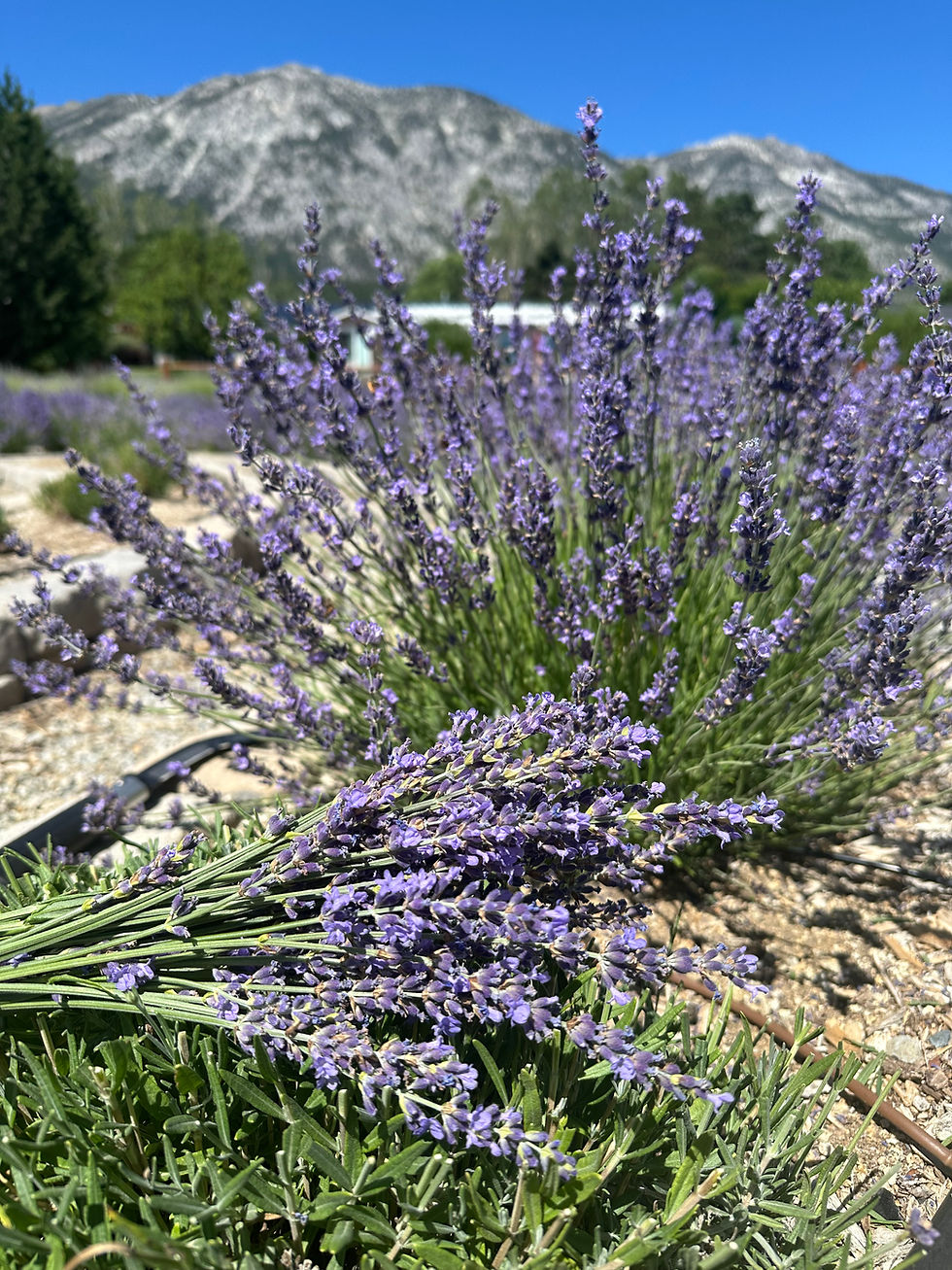 Lavender U-Pick