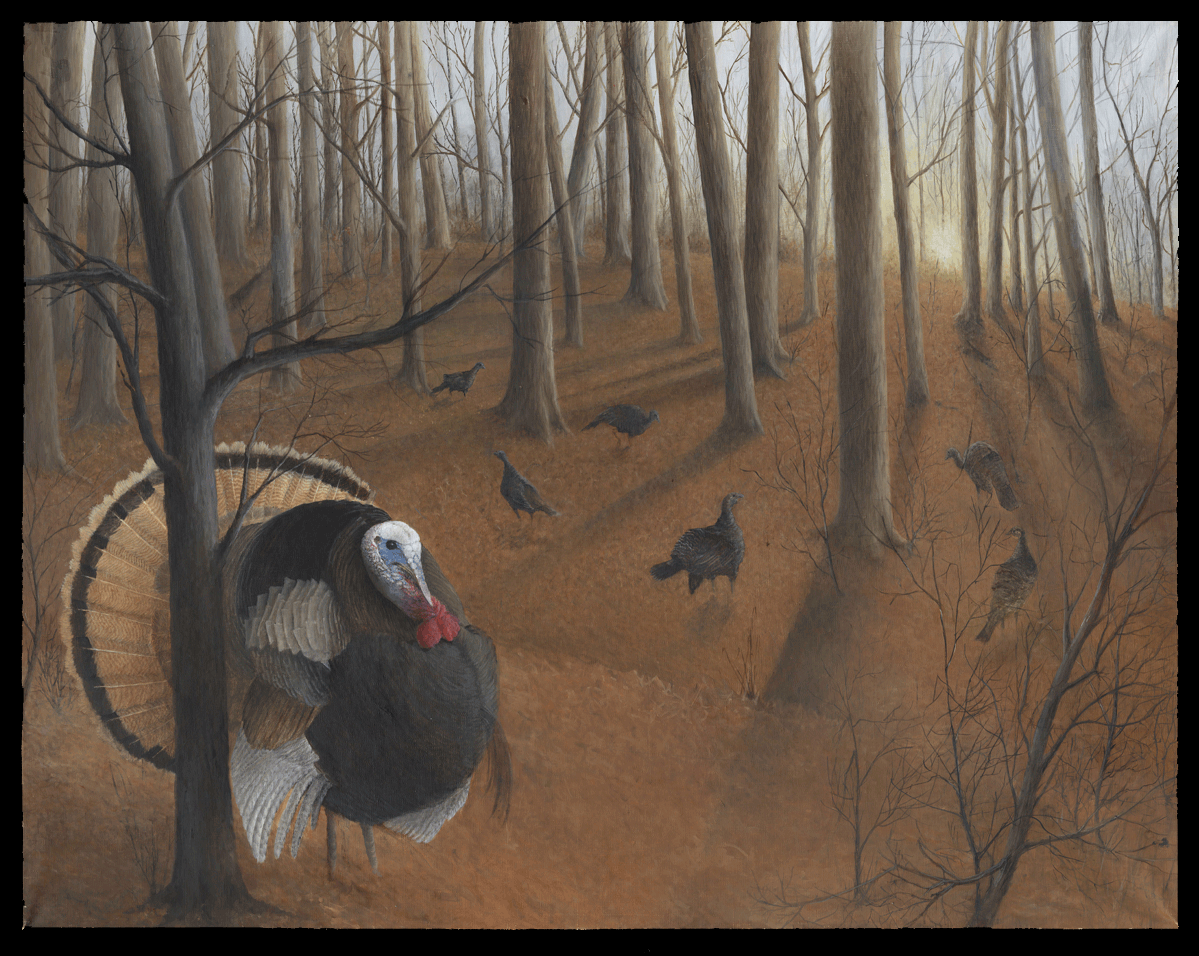 "Wild Turkeys"