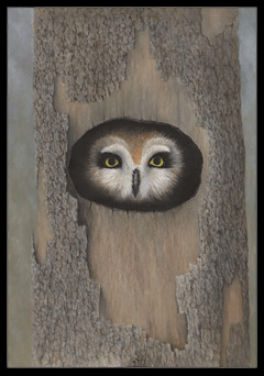 Short Eared Owl