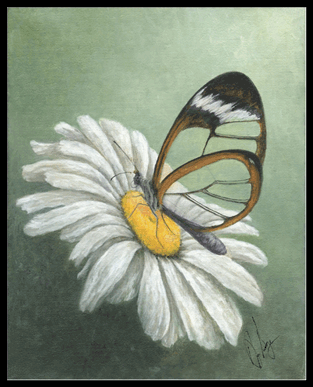 "Glass Wing Butterfly"