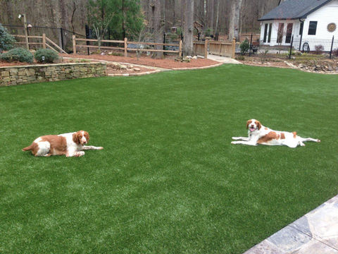 Backyard-with-Dogs.jpg