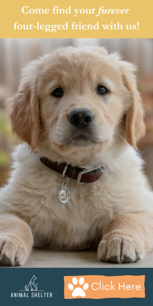 Animal Shelter - 300x600.png