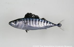 333_Sarda_orientalis_KAUMI30447ハガツオW.jpg