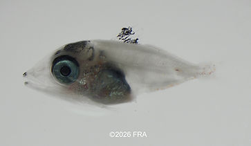 キハダ_IMG_0059.jpg