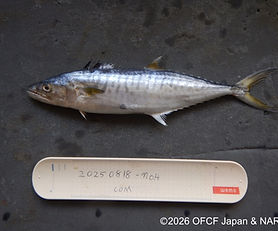 JPN-I01-20250818-COM006
