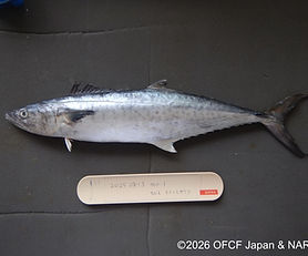 JPN-I01-20250818-COM001