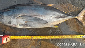 Yellowfin tuna