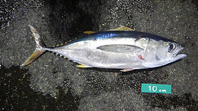 Yellowfin tuna