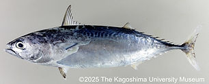333_Auxis_thazard_KAUMI49505ヒラソウダW-Sabah.jpg