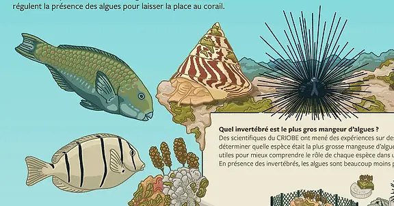 Panneaux de l’exposition Voix du lagon à Bora Bora présentant les recherches scientifiques sur les récifs coralliens et sensibilisant les habitants à la protection de ces écosystèmes marins fragiles. À travers six panneaux grand format, cette exposition mêle savoirs scientifiques et témoignages d’habitant·e·s pour raconter la complexité écologique du lagon. Une invitation à observer, comprendre et protéger cet écosystème marin unique.
Détail des illustrations des organismes herbivores.