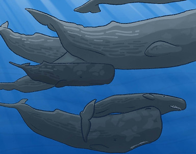 Série d’illustrations scientifiques ‘L’Océan mot à mot’ présentant des strips didactiques issus de l’Inktober 2025, où chaque mot devient une narration visuelle basée sur des données biologiques sourcées sur l’océan. Le mot est Tisser, et cette case illustre un clan de cachalots qui tissent entre eux des liens familiaux.