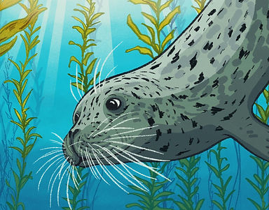 Série d’illustrations scientifiques ‘L’Océan mot à mot’ présentant des strips didactiques issus de l’Inktober 2025, où chaque mot devient une narration visuelle basée sur des données biologiques sourcées sur l’océan. Lemot est Moustache et cette case illustre un phoque gris qui se repère dans l'eau grâceà ses vibrisses, des moustaches spécialisées.