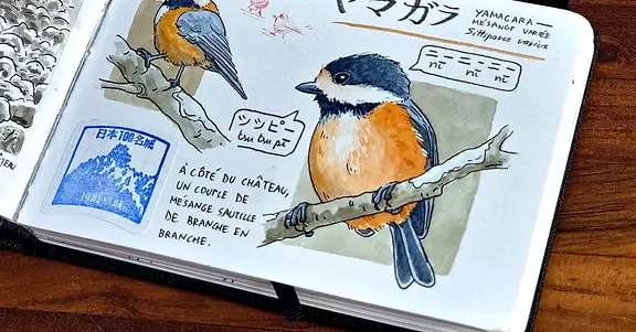 Un Hiver au Japon. Reportage dessiné de mon itinérance ©Yun Faillard 2026
Reportage dessiné d’un voyage itinérant au Japon, réalisé au quotidien en carnet de voyage, mêlant observation du paysage, scènes de vie et décryptage visuel de la culture japonaise.
Cette page montre une mésange variée vue au Japon, appelée Yamagara.