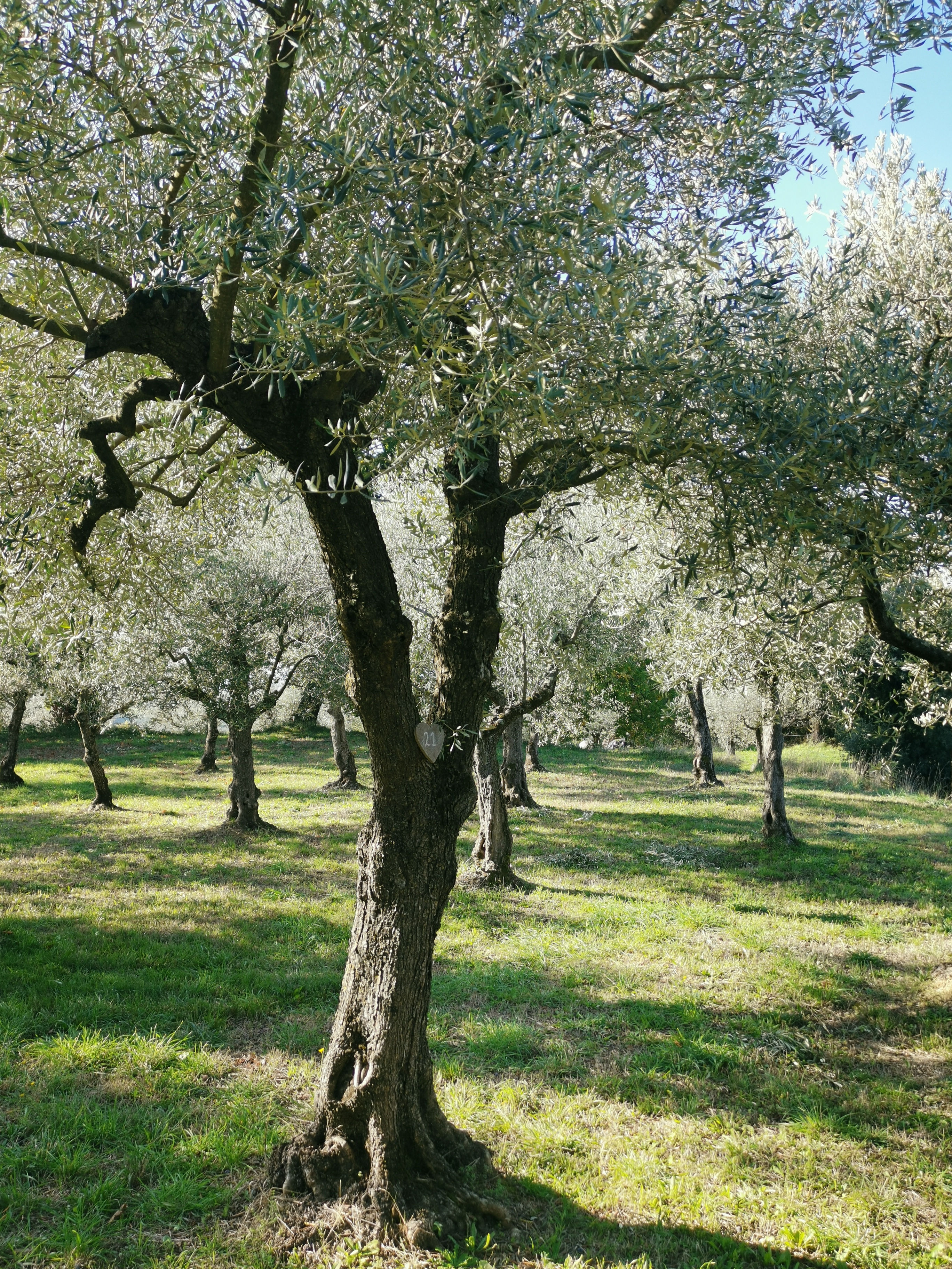 Adopteer een olijfboom