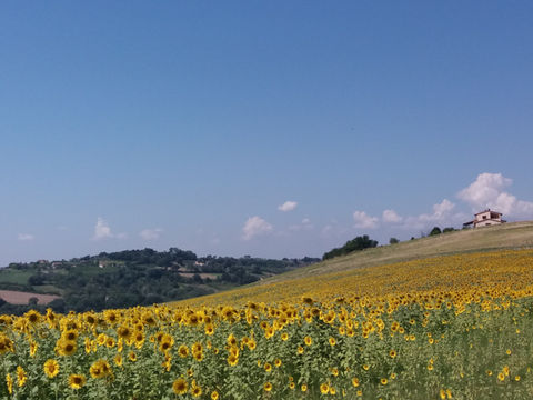Omgeving  zonnebloemvelden  