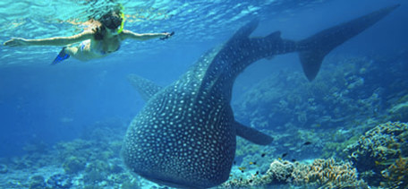 tiburon ballena ok.jpg