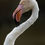 Thumbnail: Flamingo portrait