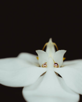 Zwei Ohrstecker mit rosa Steinen in einer weissen Orchidee, kreative Produktfotografie für Schmuck-Labels