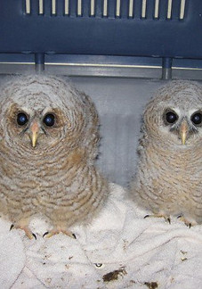 New Owls