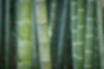 BAMBU - copia.jpg