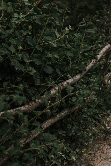 Porque decidi vivir en el bosque ?
