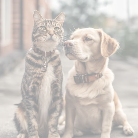 Dog and Cat.jpg