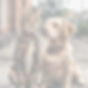 Dog and Cat.jpg