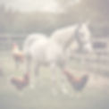 Horse and Chickens.jpg