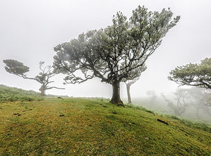 30p_beautiful-shot-trees-growing-hills-fanal-madeira-foggy-day.jpg