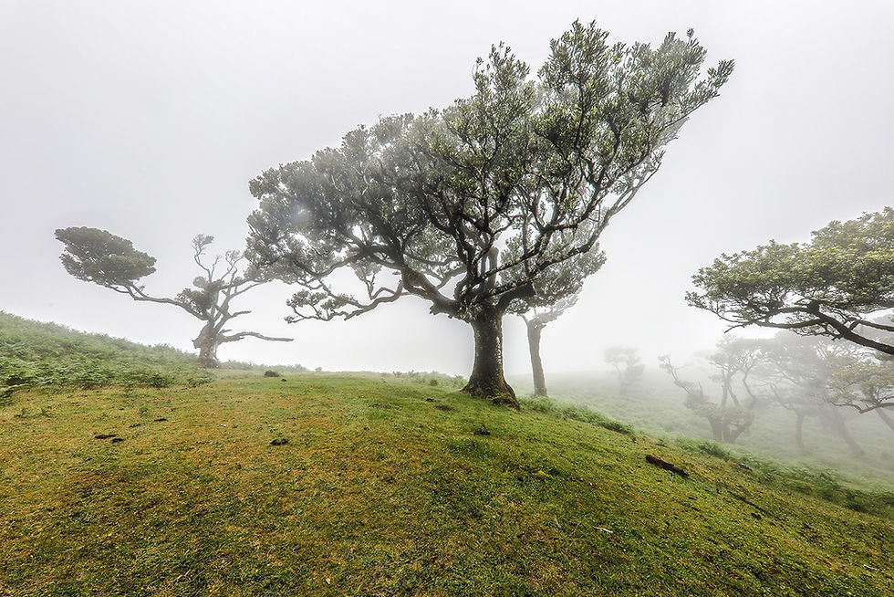 beautiful trees in fanal forest during a foggy day