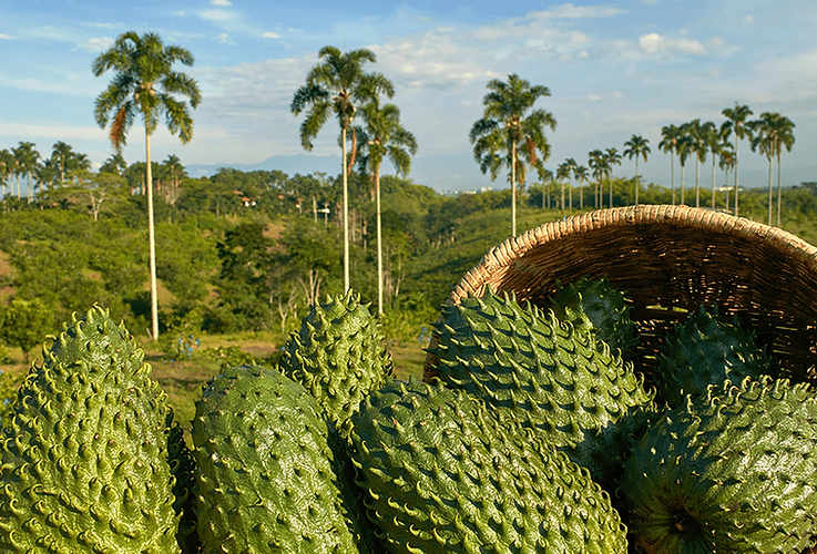 Guanabana-anabana-min.png