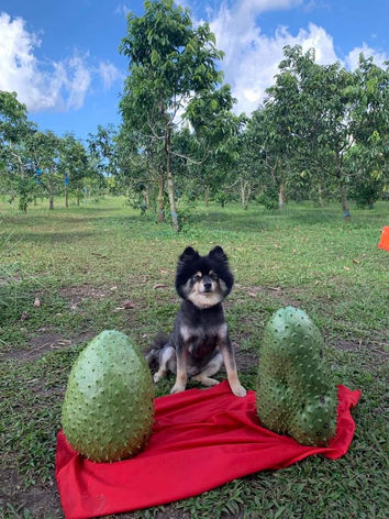 Our farm