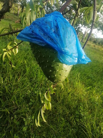 Our farm