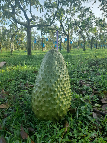 Our Product