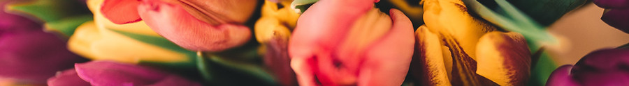Rosas de primavera
