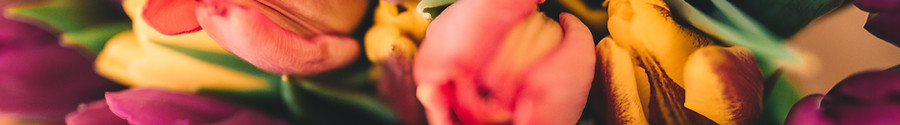 Rosas de primavera