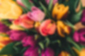 Spring Roses