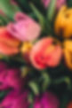 Spring Roses