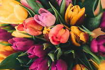 Spring Roses